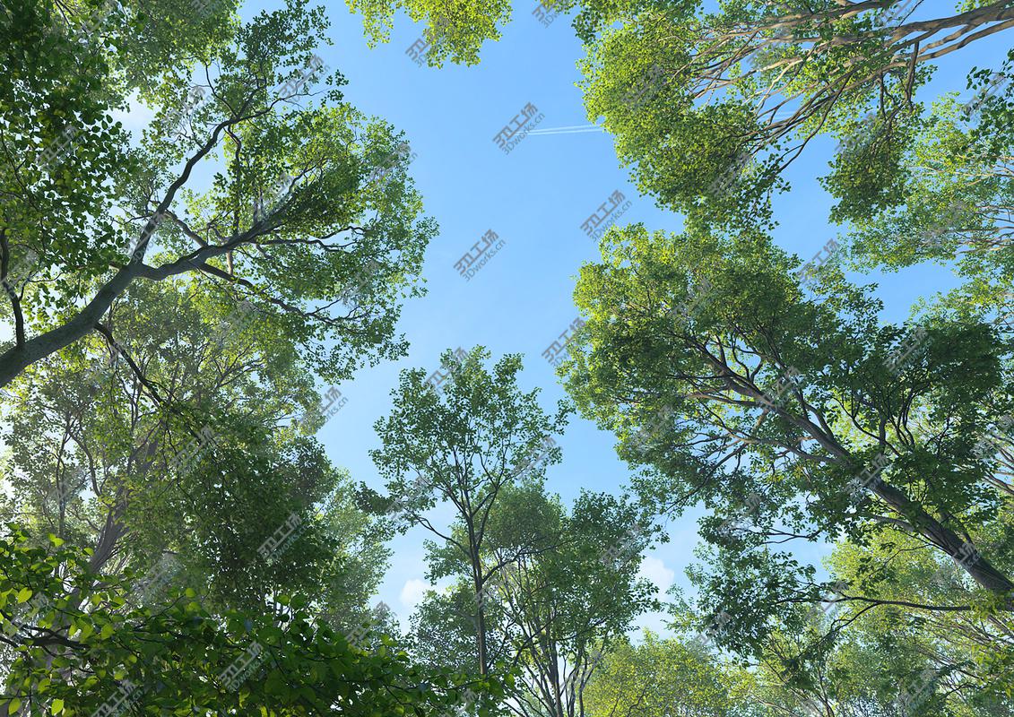 images/goods_img/2021040233/Beech Tree Collection (Fagus Sylvatica)/1.jpg